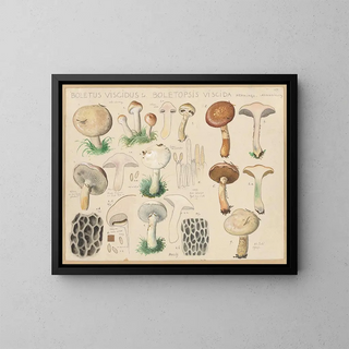 Hans Walty - Boletus viscidus L Boletopsis viscida Hennings.webp