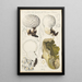 Calvatia caelata - Hans Baldung — framed artwork on a wall
