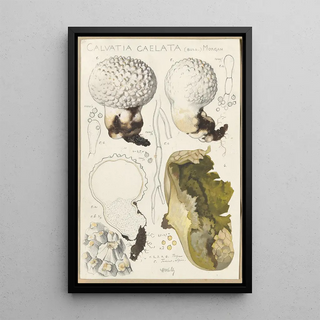 Hans Walty - Calvatia caelata.webp