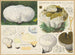 Calvatia caelata - Hans Baldung — artwork view