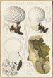 Calvatia caelata - Hans Baldung — artwork view