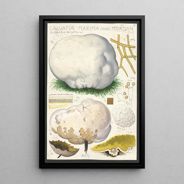 Hans Walty - Calvatia maxima Schff Morgan Globaria bovista L.webp