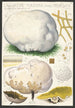 L: Calvatia maxima Schff Morgan Globaria bovista L - Hans Baldung — weergave van het kunstwerk