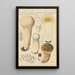 Calvatia saccata var Pistilliformis - Hans Baldung — ingelijst kunstwerk aan de muur