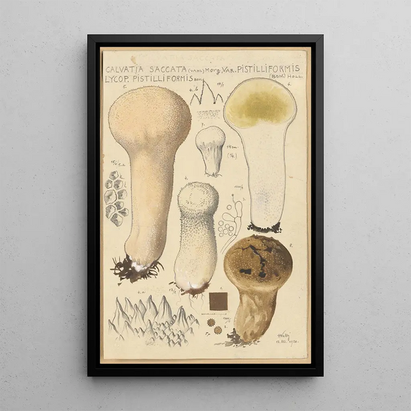 Hans Walty - Calvatia saccata var Pistilliformis.webp