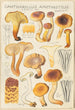 Cantharellus amethysteus - Hans Baldung — artwork view