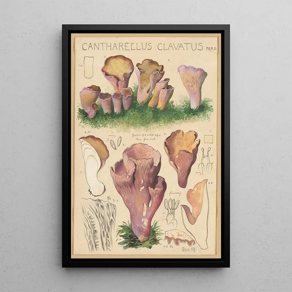 Hans Walty - Cantharellus clavatus Pers.webp