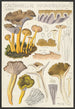 Cantharellus infundibuliformis Scop - Hans Baldung — artwork view