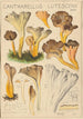 Cantharellus lutescens - Hans Baldung — artwork view