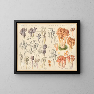 Hans Walty - Clavaria cinerea Clavaria formosa.webp