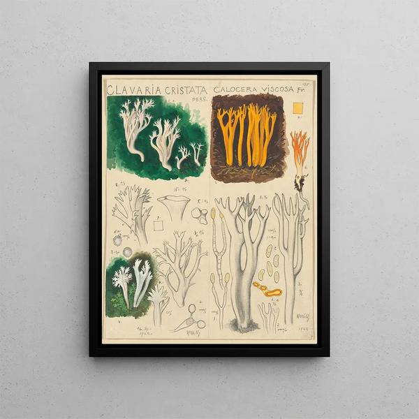 Hans Walty - Clavaria cristata Calocera viscosa.webp