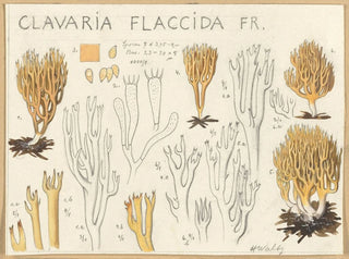Hans Walty - Clavaria flaccida.webp