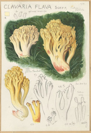Hans Walty - Clavaria flava.webp