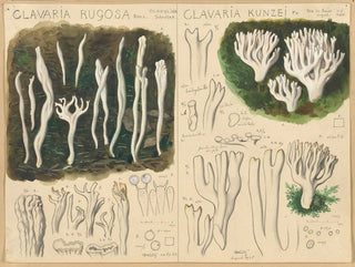 Hans Walty - Clavaria rugosa Clavaria kunzei.webp