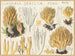Clavaria stricte - Hans Baldung — weergave van het kunstwerk