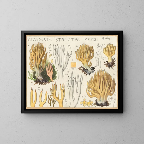 Clavaria stricte - Hans Baldung — ingelijst kunstwerk aan de muur