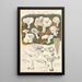 Clitocybe dealbata - Hans Baldung — framed artwork on a wall