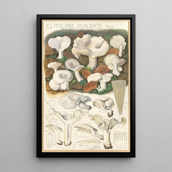 Hans Walty - Clitocybe dealbata.webp