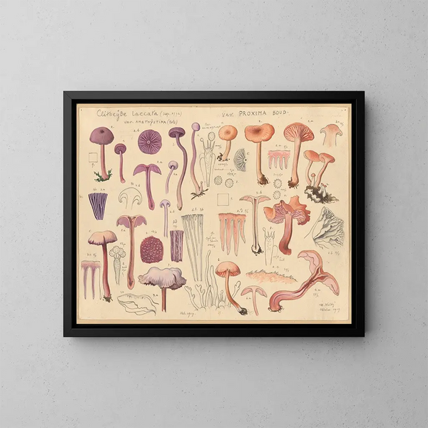 Clitocybe laccaire - Hans Baldung — ingelijst kunstwerk aan de muur