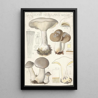 Hans Walty - Clitocybe nebularis Batsch 2.webp