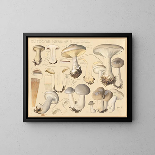 Hans Walty - Clitocybe nebularis Batsch.webp