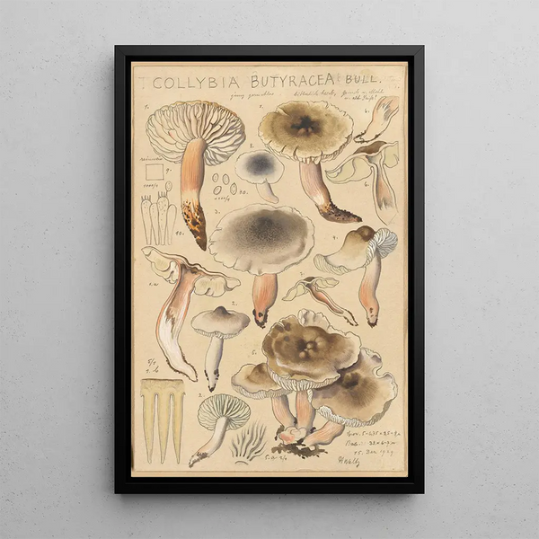 Hans Walty - Collybia butyracea.webp