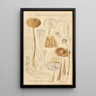 Hans Walty - Collybia radicata.webp