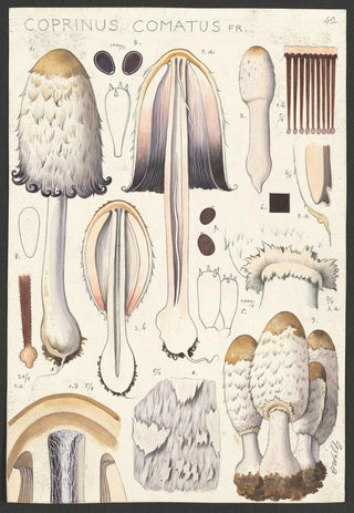Hans Walty - Coprinus comatus Fr.webp