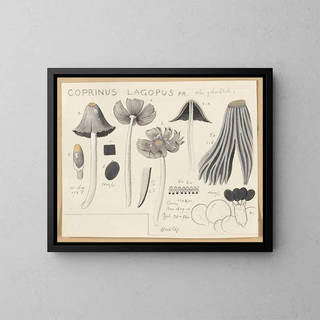 Hans Walty - Coprinus lagopus Fr.webp