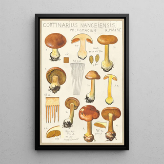 Hans Walty - Cortinarius Nanceiensis.webp