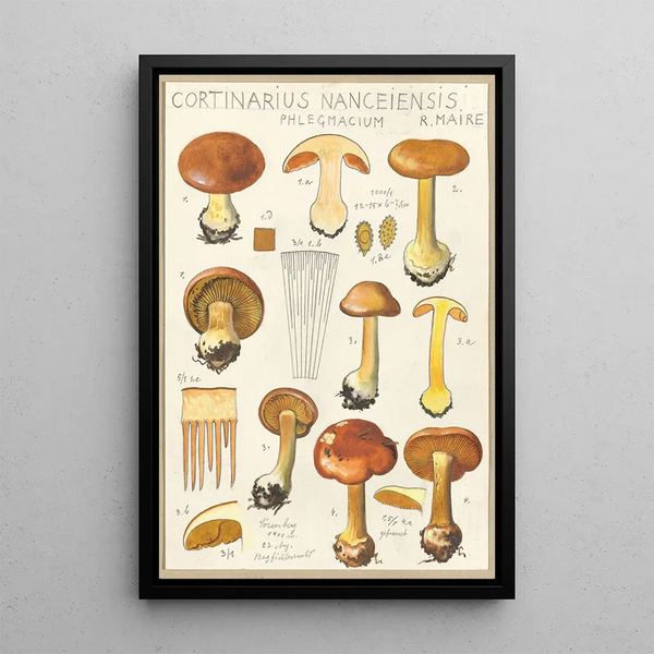 Hans Walty - Cortinarius Nanceiensis.webp