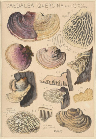 Hans Walty - Daedalea quercina.webp