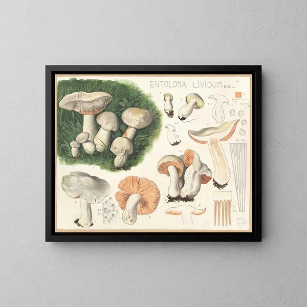 Entolome livide - Hans Baldung — ingelijst kunstwerk aan de muur