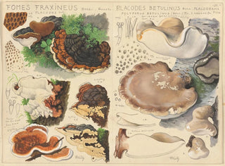 Hans Walty - Fomes fraxineus Placodes betulinus.webp