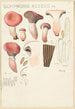 Gomphide rose - Hans Baldung — weergave van het kunstwerk