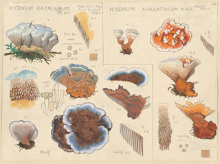 Hans Walty - Hydnum caeruleum Hydnum aurantiacum.webp