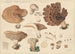 Hydnum imbricatus L - Hans Baldung | Schilderij — weergave van het kunstwerk