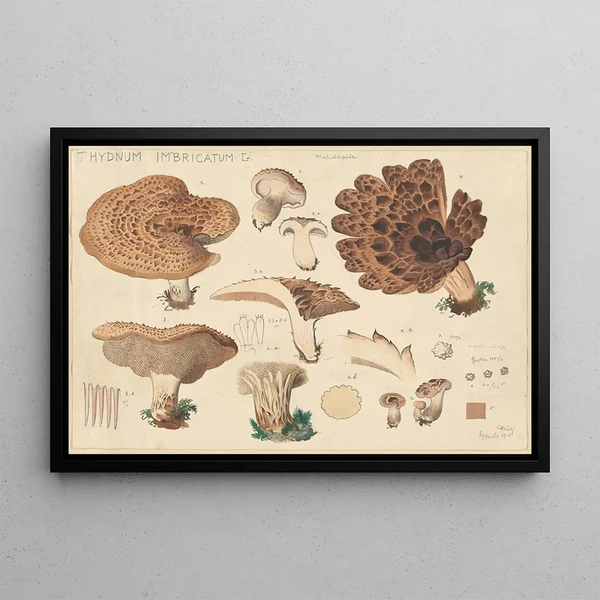 Hans Walty - Hydnum imbricatus L.webp
