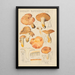 Hydne roussissant - Hans Baldung — framed artwork on a wall