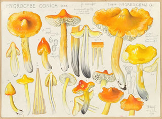 Hans Walty - Hygrocybe conica Scop subsp nigrescens Q.webp