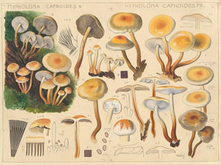 Hypholoma capnoides - Hans Baldung — weergave van het kunstwerk