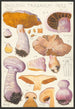 Inoloma traganum Fries - Hans Baldung — weergave van het kunstwerk