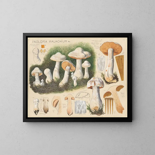 Inoloma malachium - Hans Baldung — ingelijst kunstwerk aan de muur