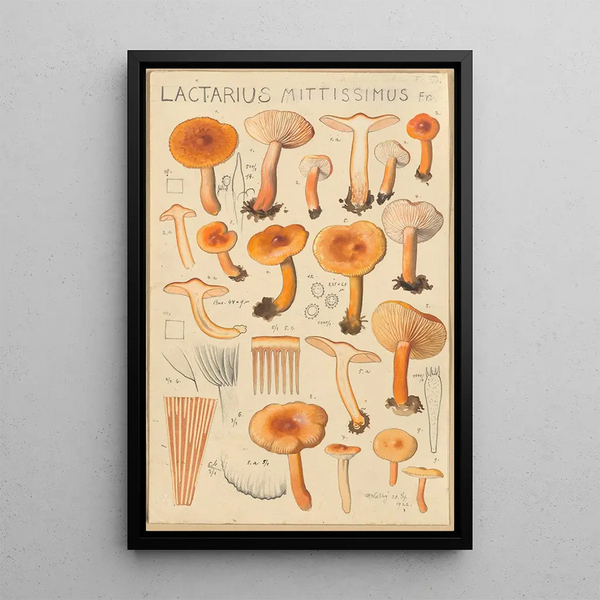 Hans Walty - Lactarius camphoratus Lactarius mittissimus.webp