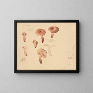 Hans Walty - Lactarius quietus Fr.webp