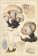 Lentinus gallicus - Hans Baldung — artwork view