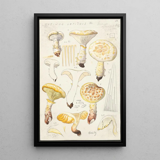 Hans Walty - Lentinus lepideus Fr Lentinus squamosus Schff lepideus.webp