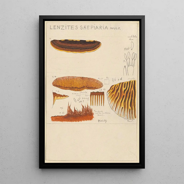Hans Walty - Lenzites saepiaria.webp