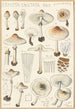 Lepiota cristata - Hans Baldung — artwork view