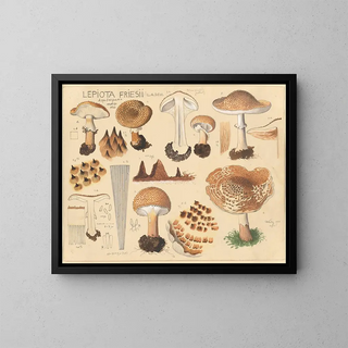 Hans Walty - Lepiota friesii Lasch.webp